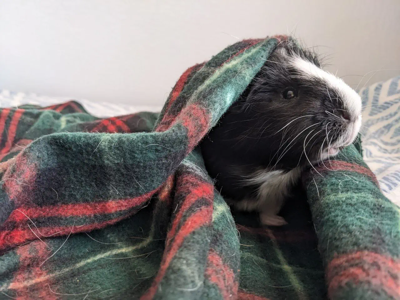 Eve the Guinea Pig in a blanket