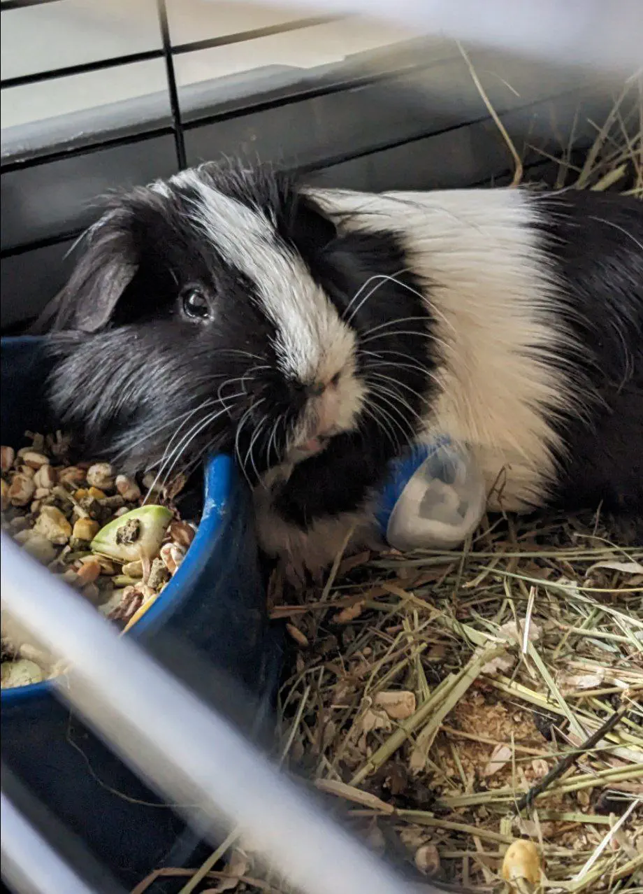 Eve the Guinea Pig resting